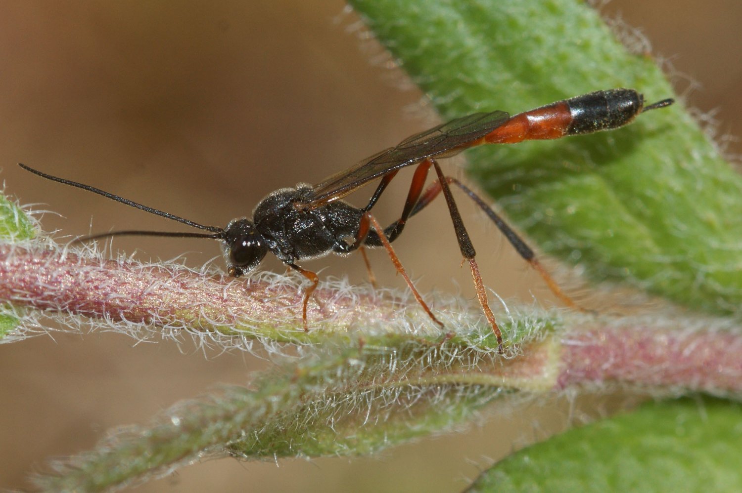 Réf. 197328 — INSECTA > Hymenoptera > Ichneumonidae > Agrypon sp. www